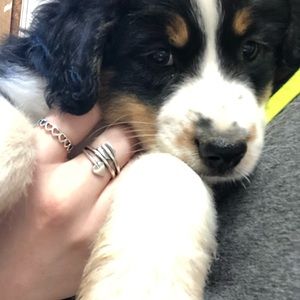 Meet your Posher, Angel